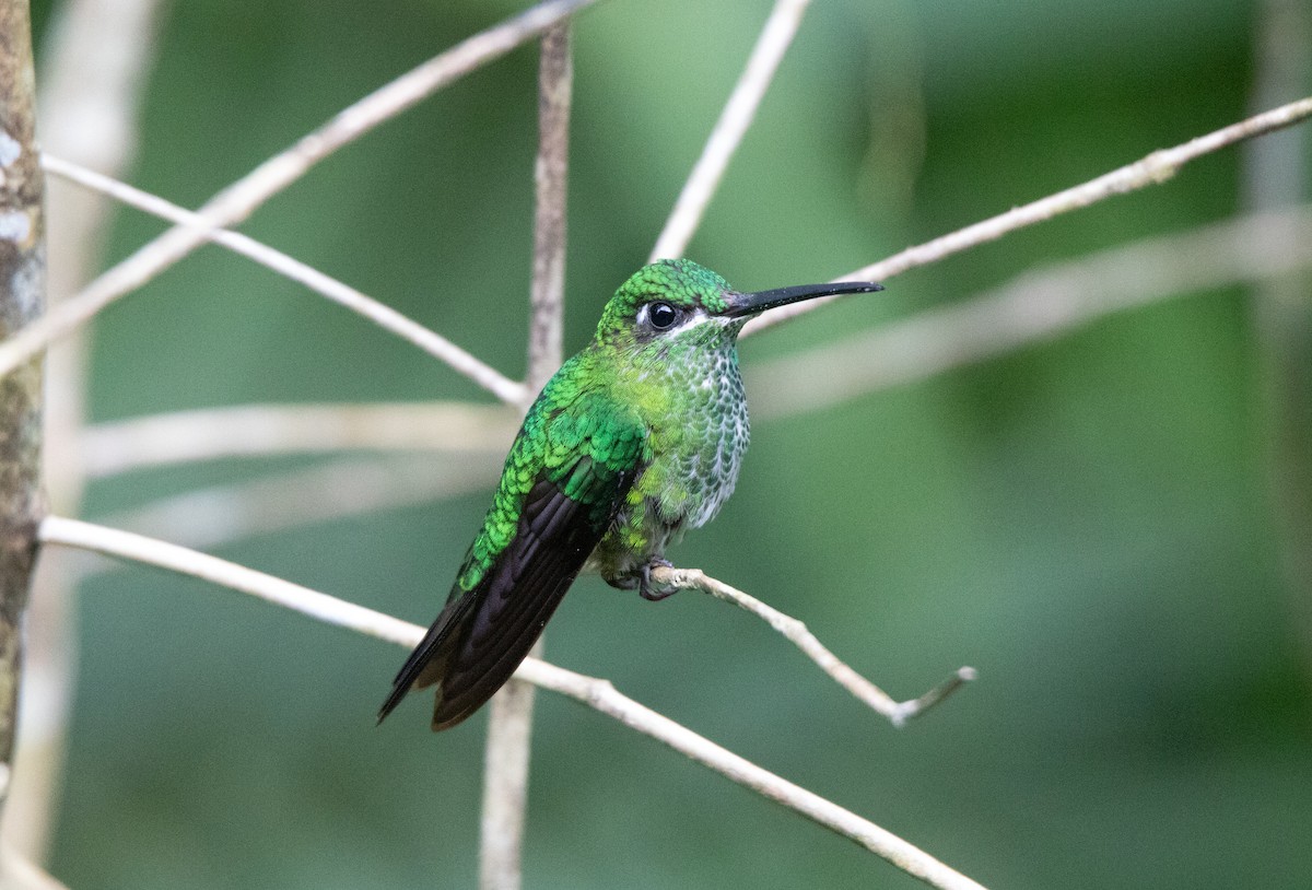 Колібрі-діамант колумбійський - ML645340092