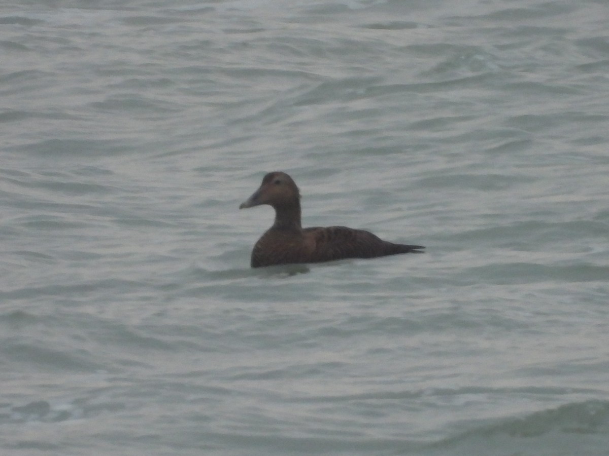 kajka mořská - ML645340099