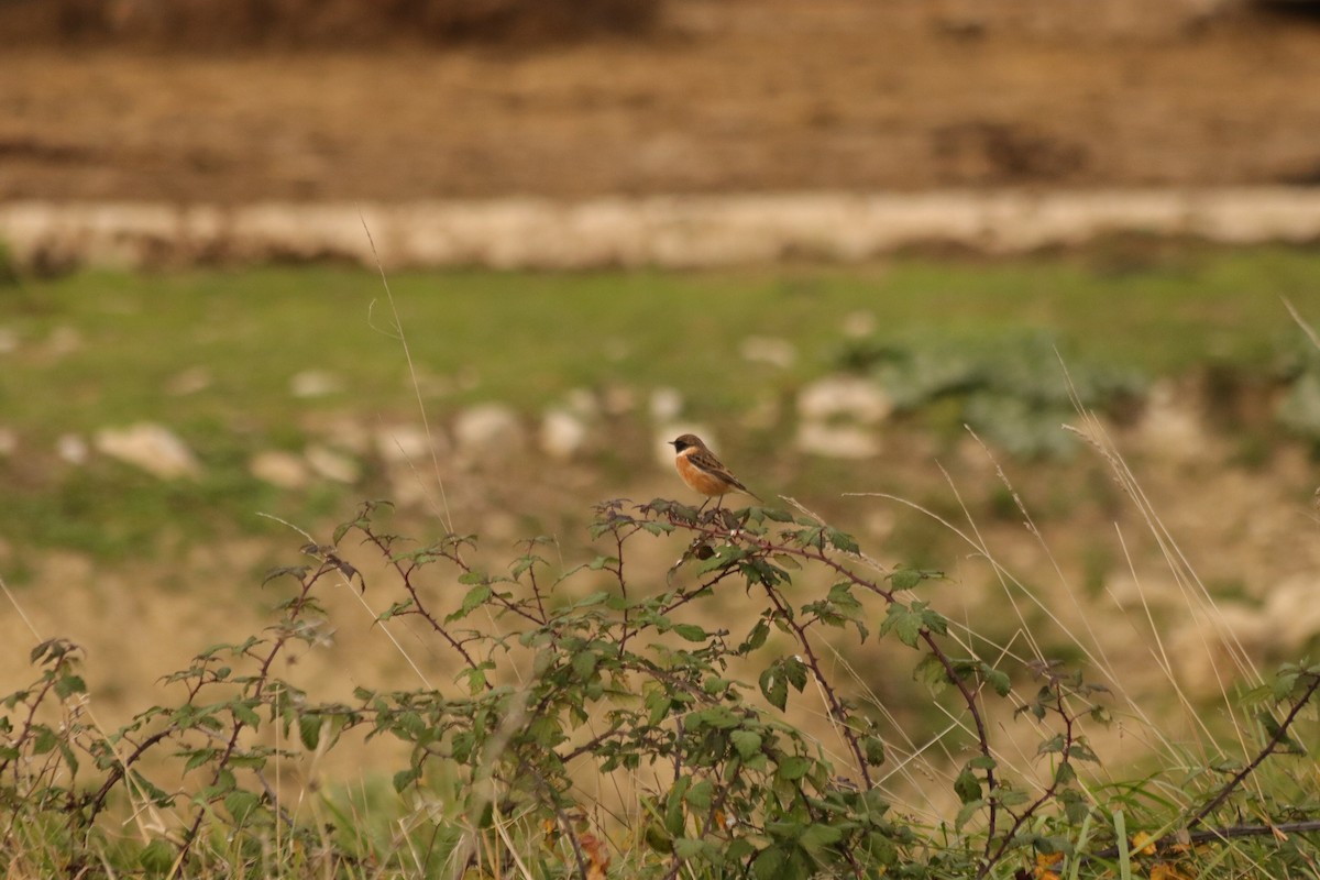 Трав'янка чорноголова - ML645340101