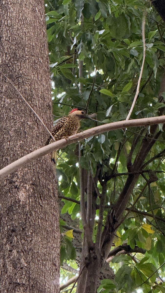 Grünbindenspecht - ML645340103