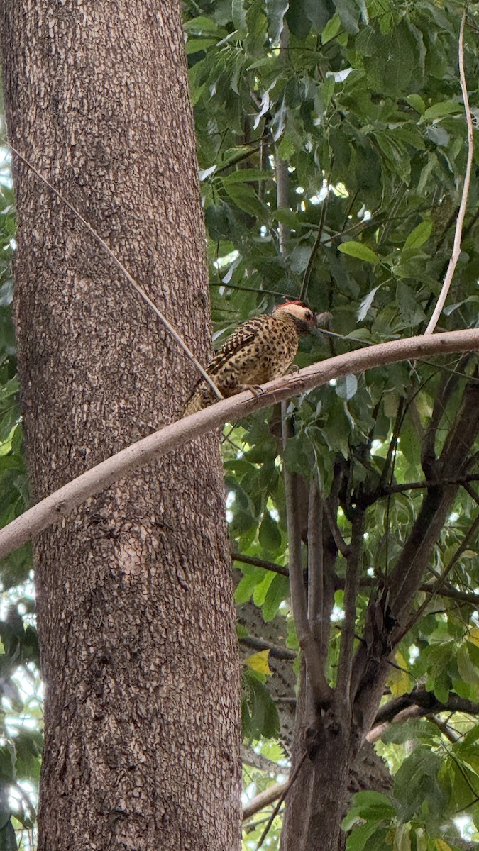 Grünbindenspecht - ML645340104