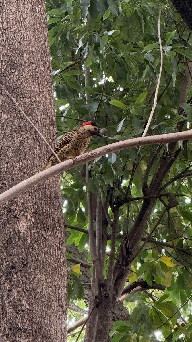 Grünbindenspecht - ML645340105