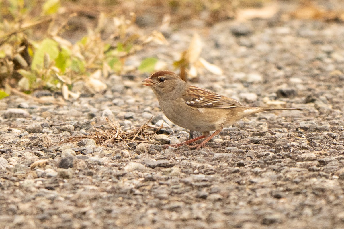 White-crowned Sparrow - ML645340109