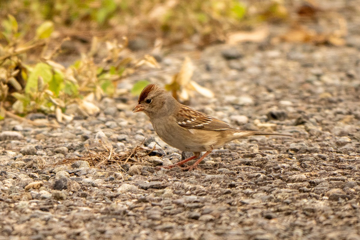White-crowned Sparrow - ML645340112