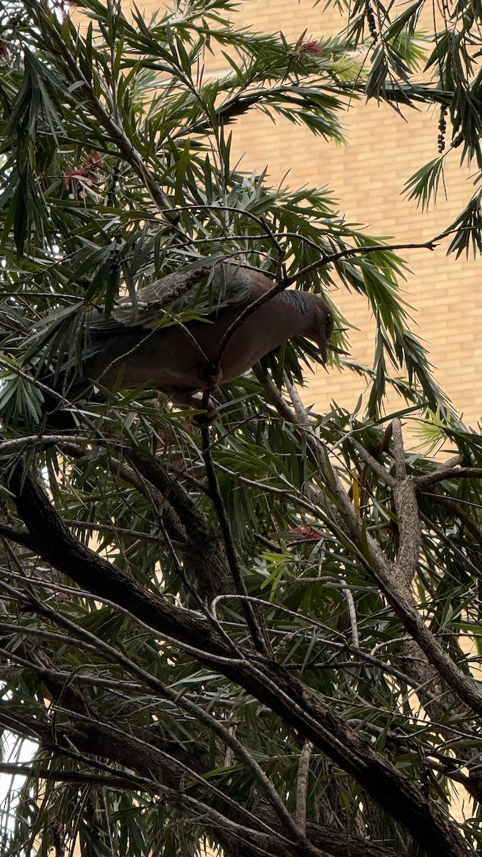 Paloma Picazuró - ML645340139