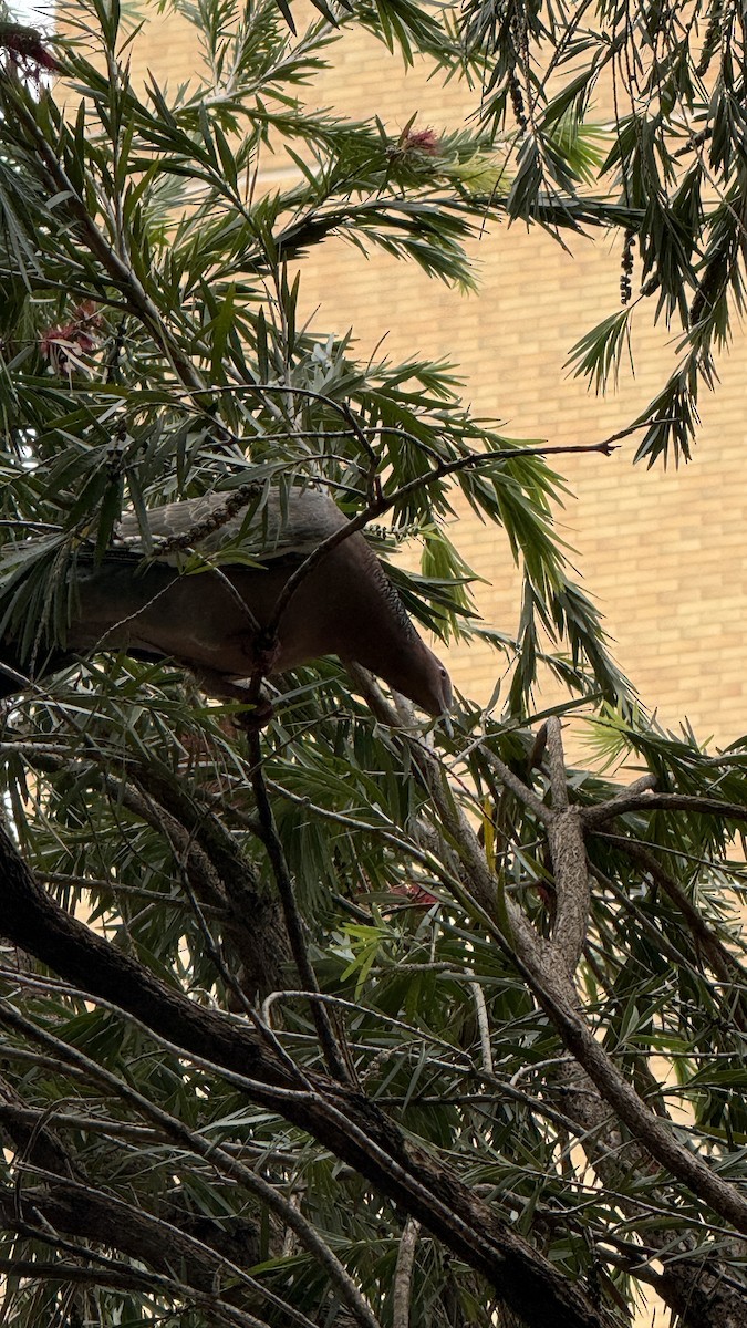 Paloma Picazuró - ML645340141