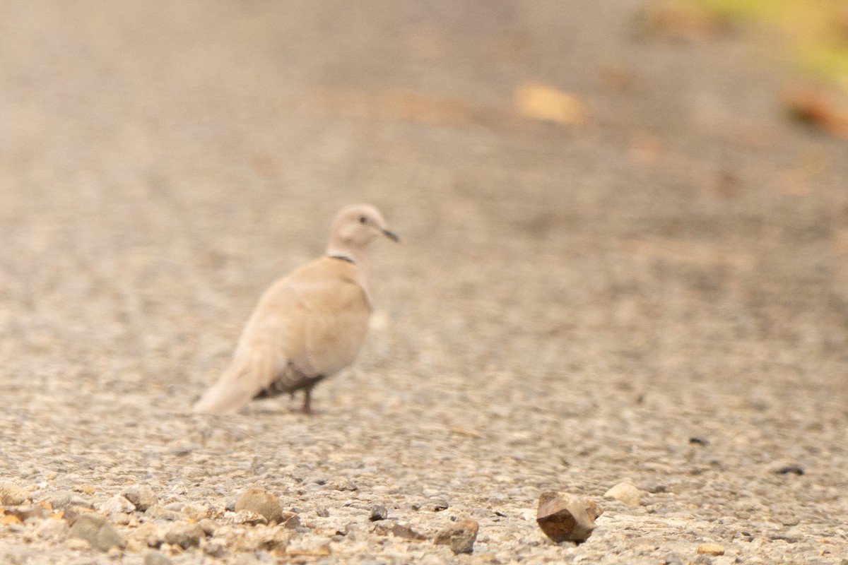 Tortora dal collare - ML645340148