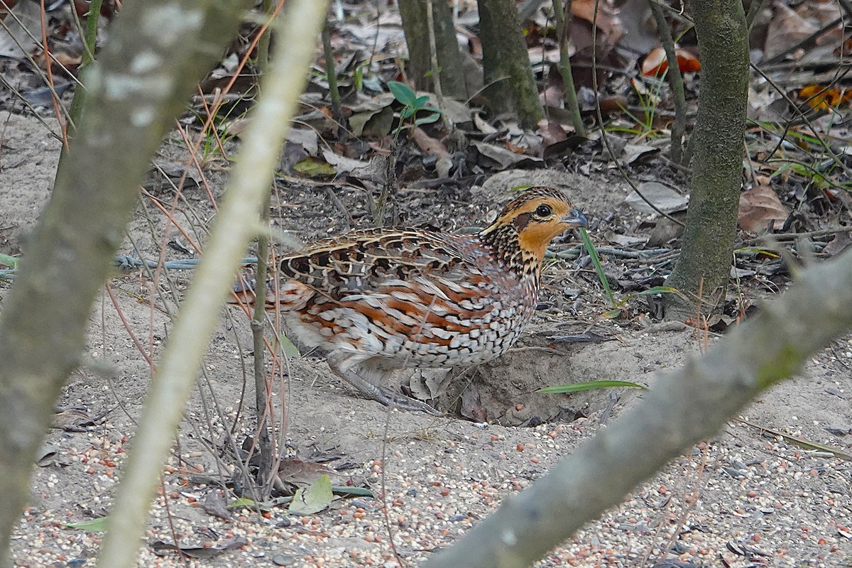 Colino della Virginia - ML645340149