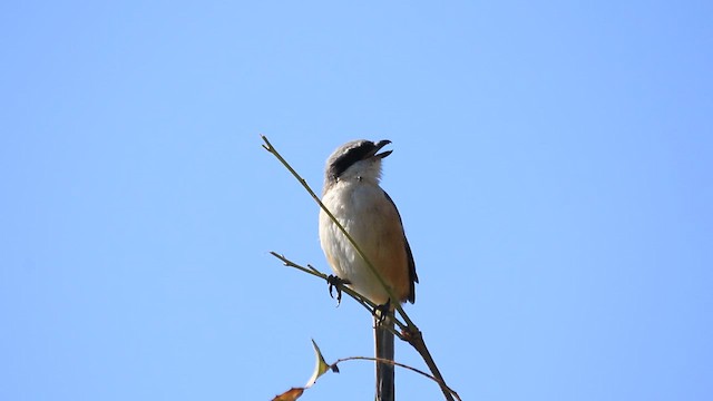 タカサゴモズ - ML645340153