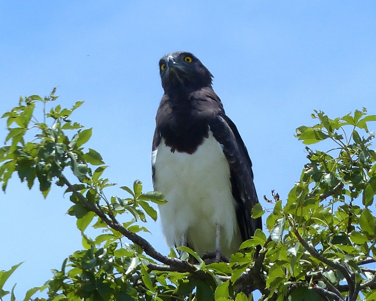 Black-chested Snake-Eagle - ML645340190