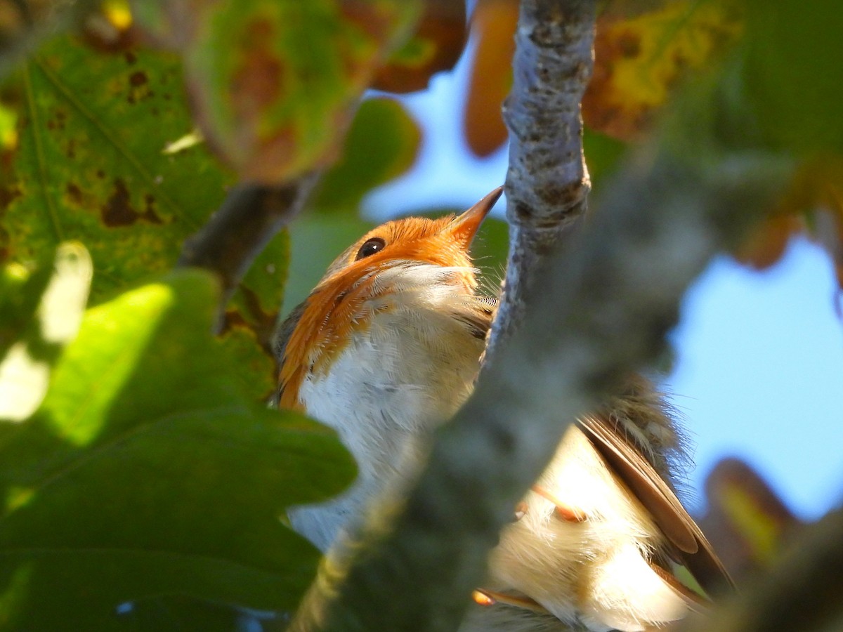 European Robin - ML645340200