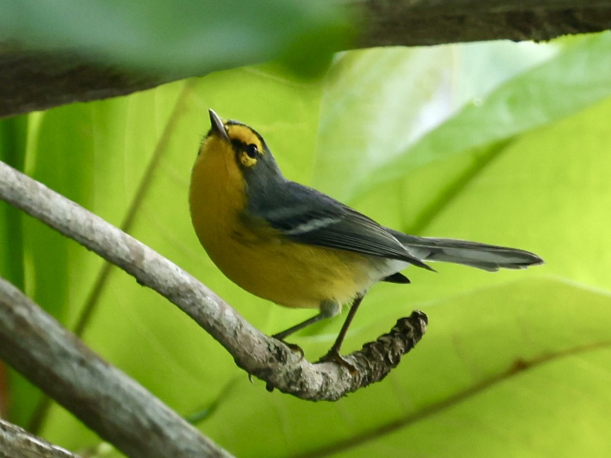 St. Lucia Warbler - ML645340203