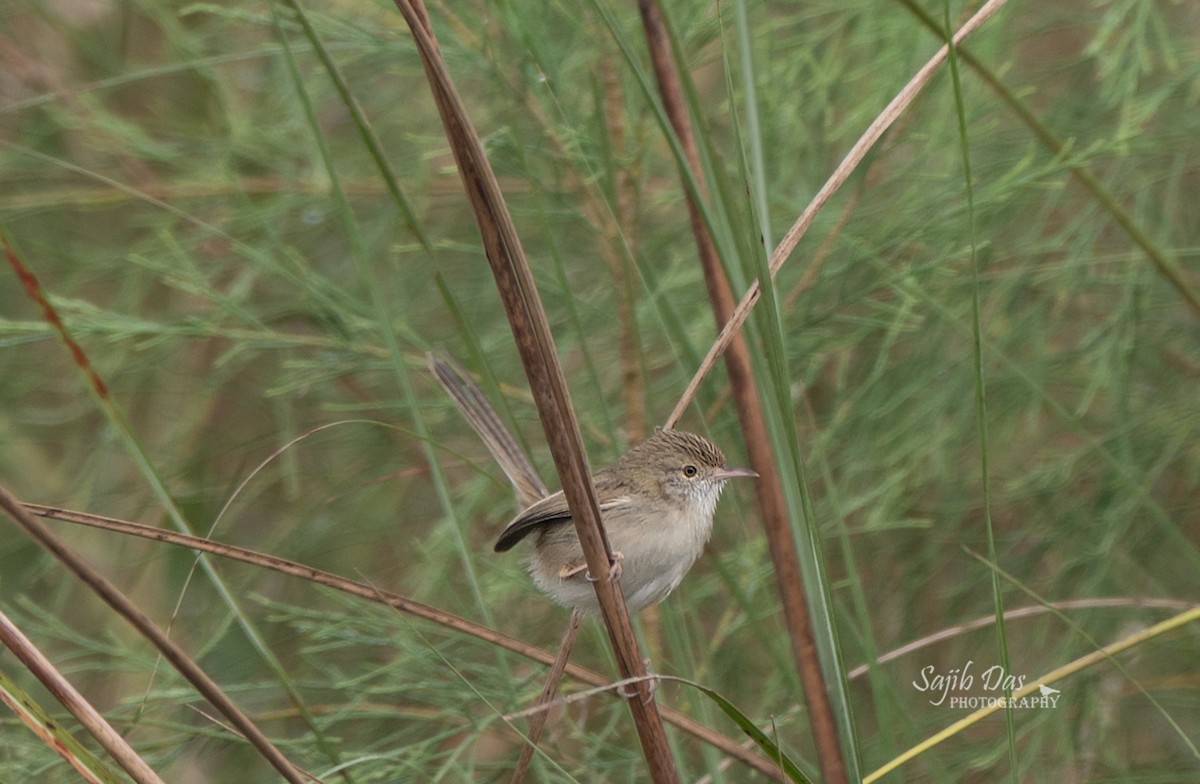Delicate Prinia - ML645340204