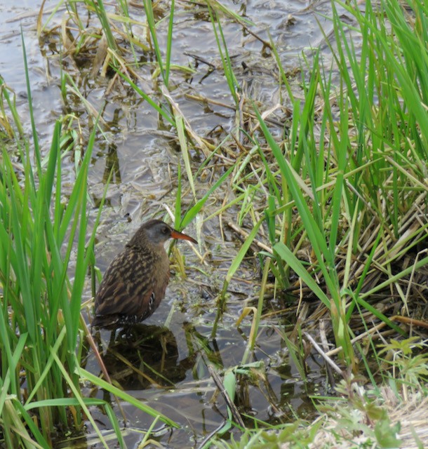 Virginia Rail - ML645340213