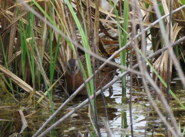 Virginia Rail - ML645340214