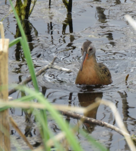 Virginia Rail - ML645340215