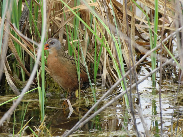 Virginia Rail - ML645340216