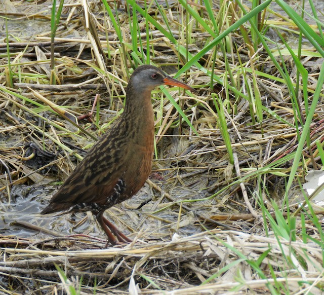 Virginia Rail - ML645340217
