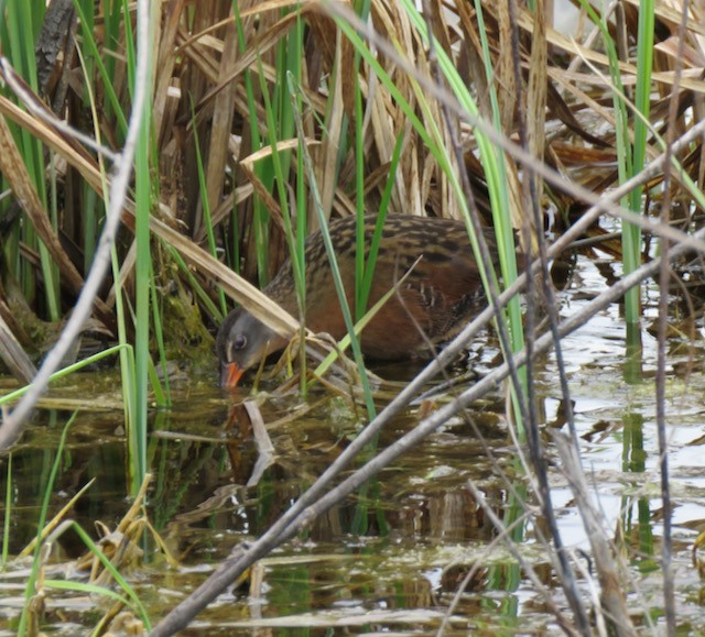 Virginia Rail - ML645340218
