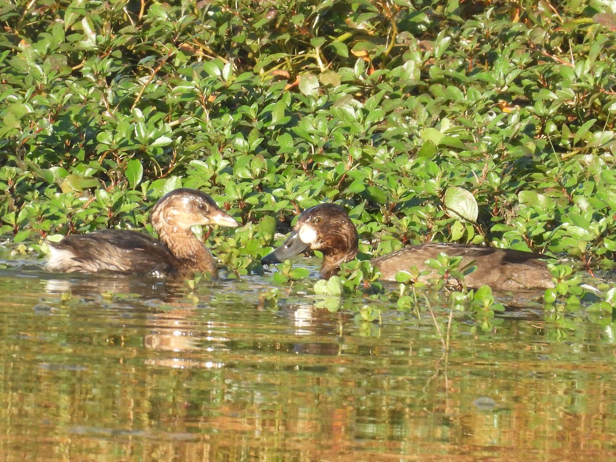 Greater Scaup - ML645340226