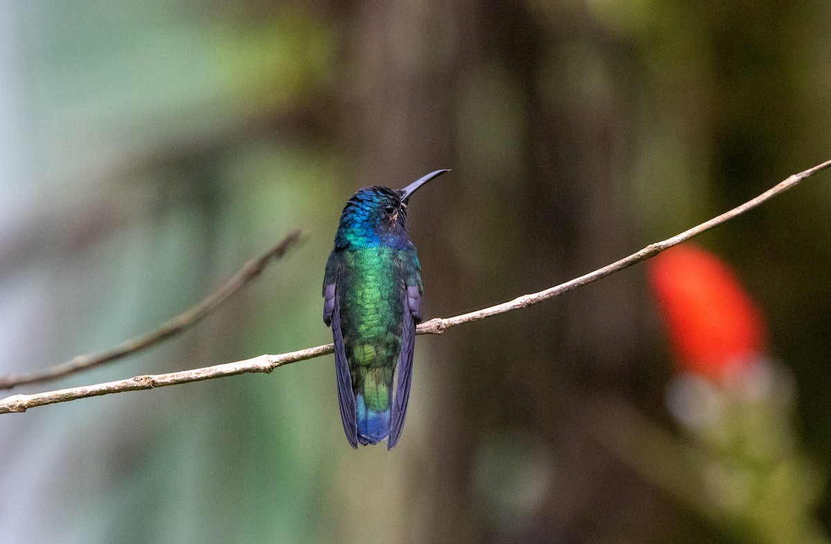 Колібрі-якобін синьоголовий - ML645340233