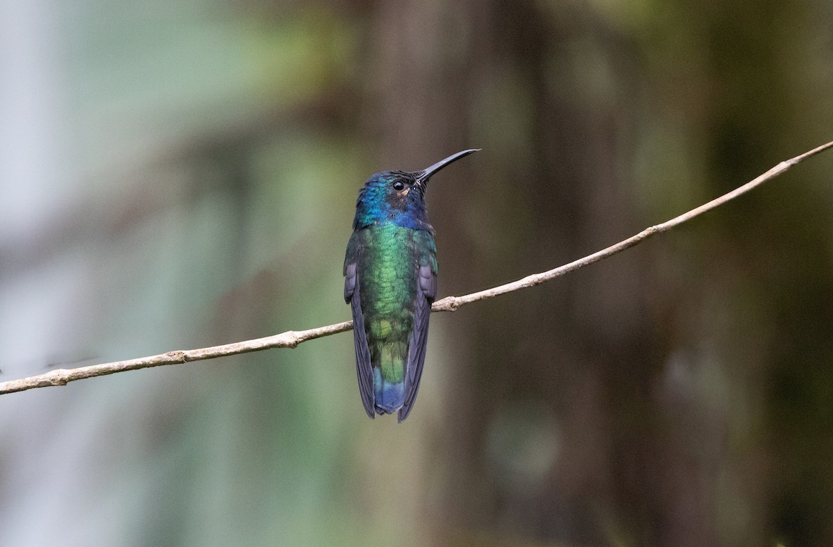 Колібрі-якобін синьоголовий - ML645340234