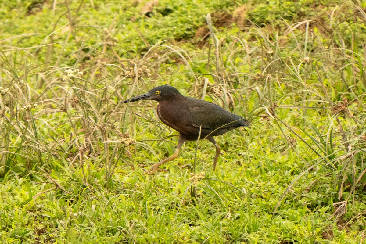 Airone verde - ML645340241