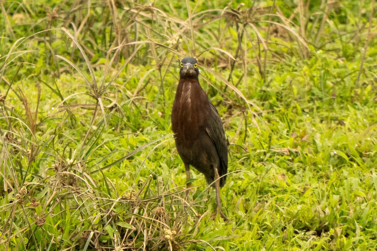 Airone verde - ML645340243