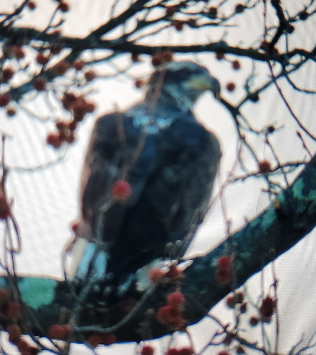 Bald Eagle - ML645340245