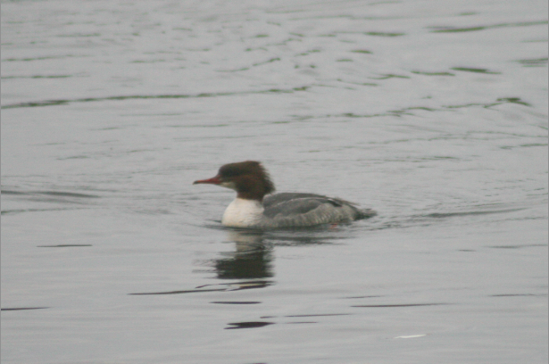 Common Merganser - ML645340252