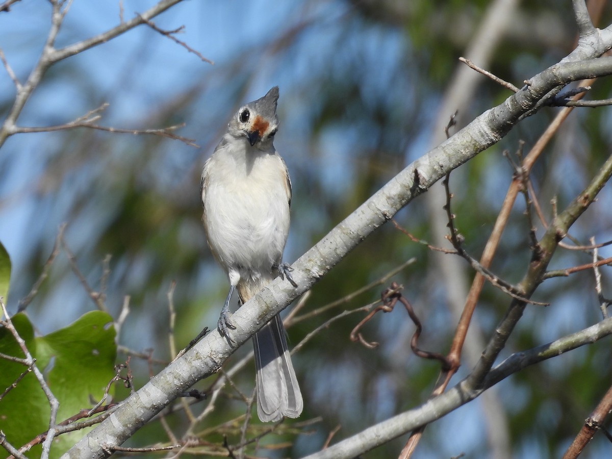 Tufted x Black-crested Titmouse (hybrid) - ML645340258