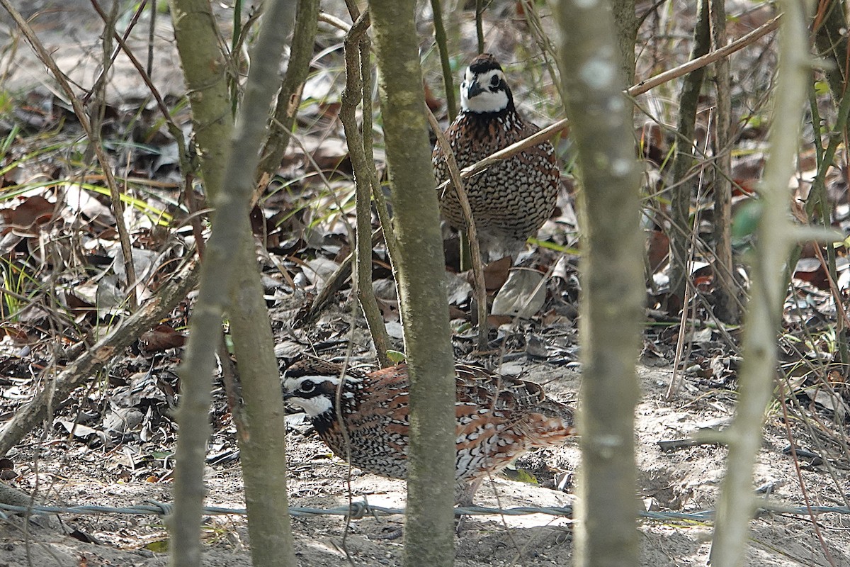 Colino della Virginia - ML645340263