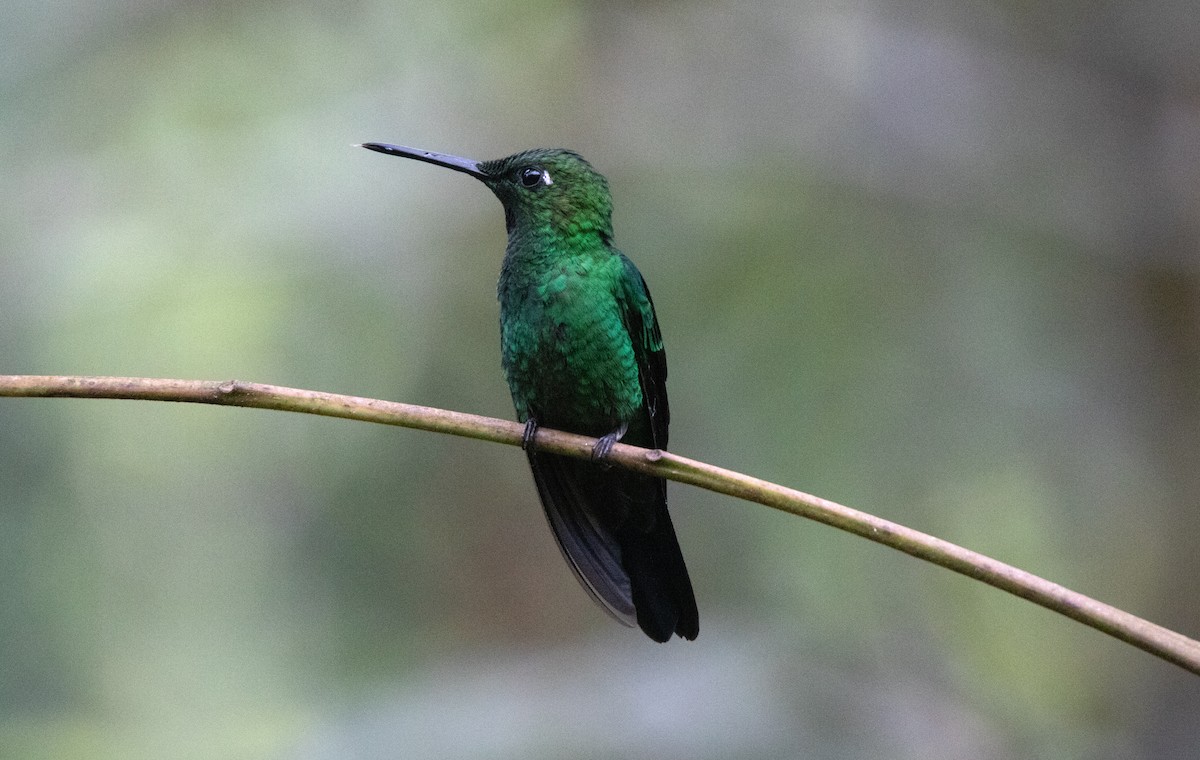 Колібрі-діамант колумбійський - ML645340266