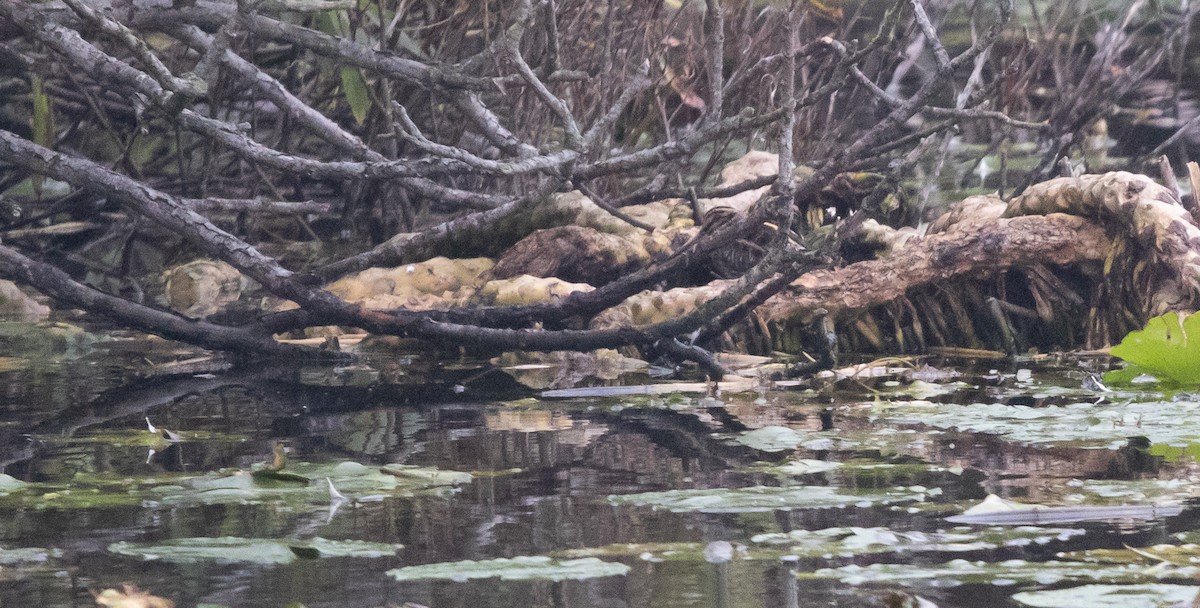 Jack Snipe - ML645340283
