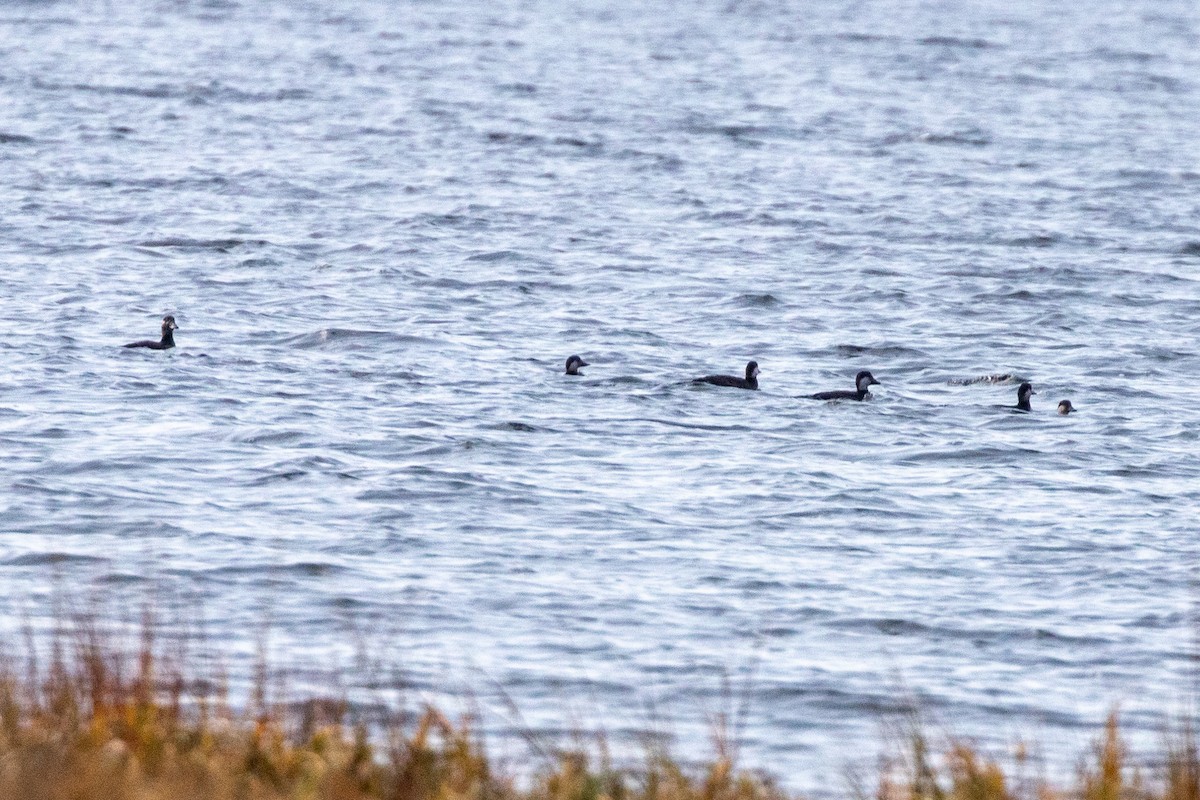 クロガモ - ML645340286