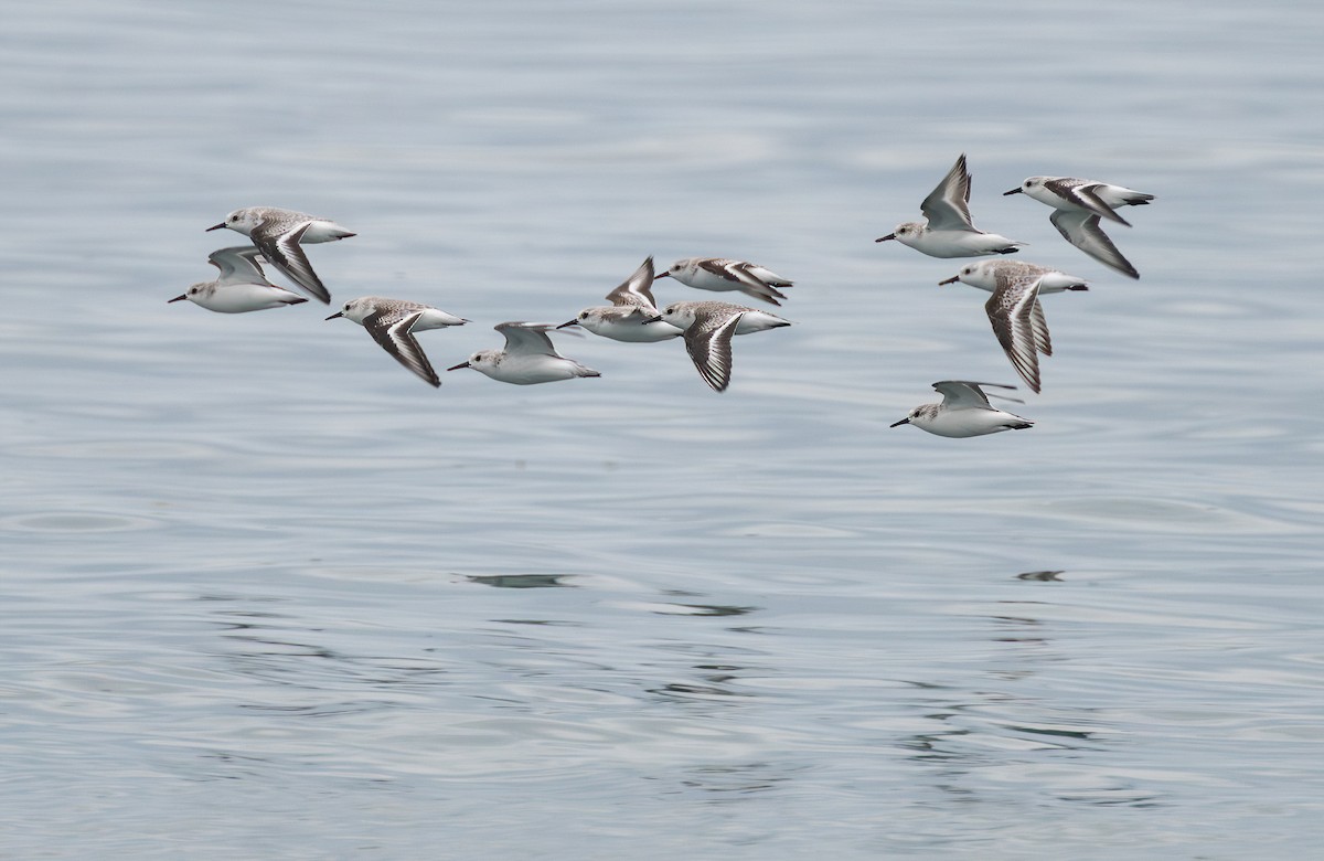 Sanderling - ML645340292