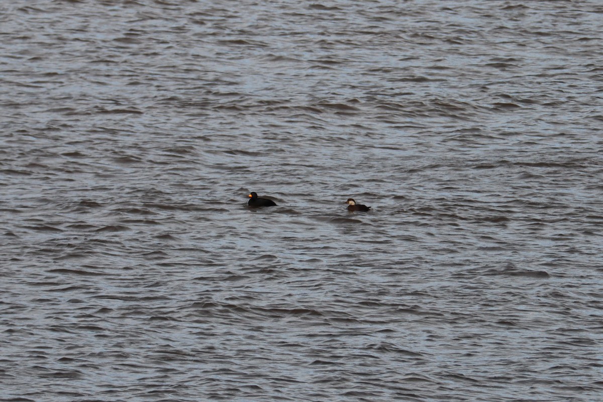 クロガモ - ML645340324