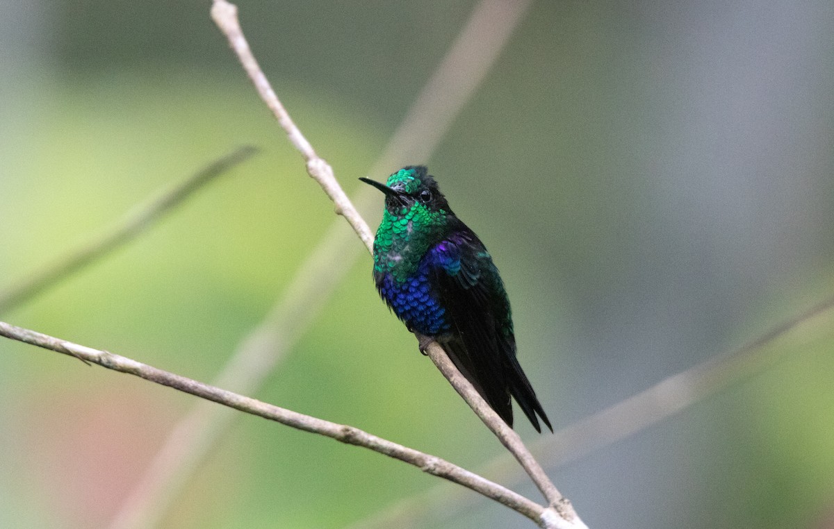 Колібрі-лісовичок фіолетоволобий - ML645340331