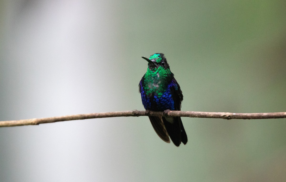 Колібрі-лісовичок фіолетоволобий - ML645340332