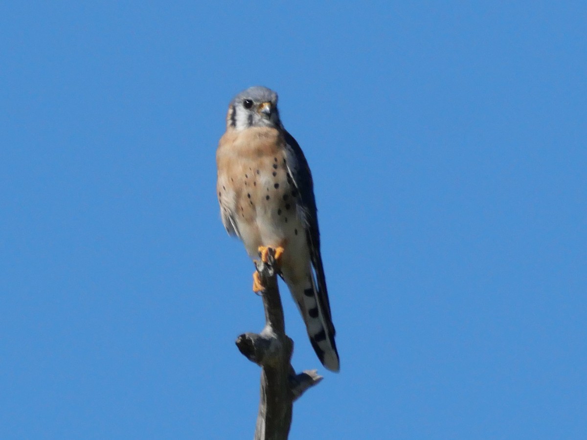 American Kestrel - ML645340334