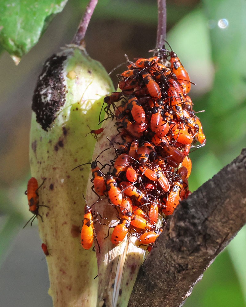 Blood-colored Milkweed Bug - ML645340345