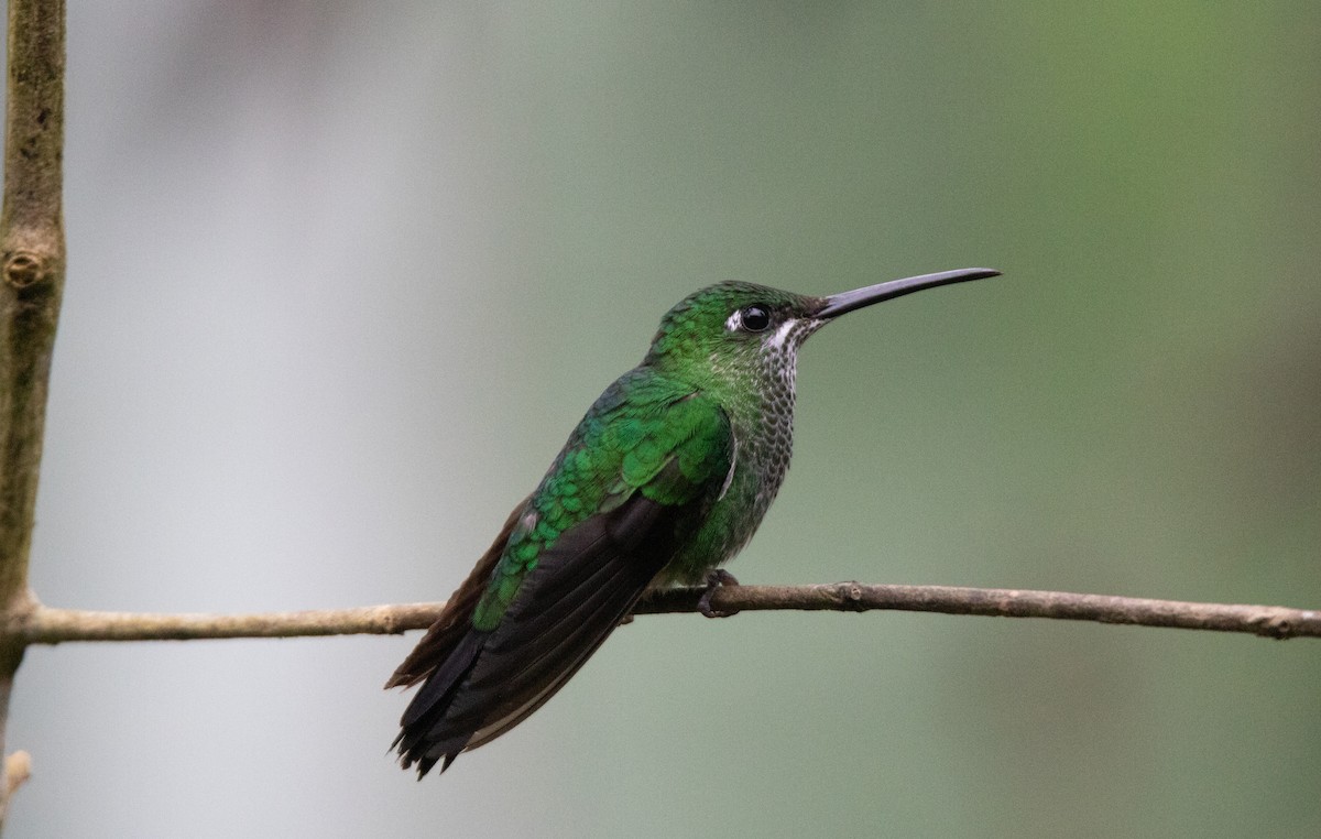 Колібрі-діамант колумбійський - ML645340371