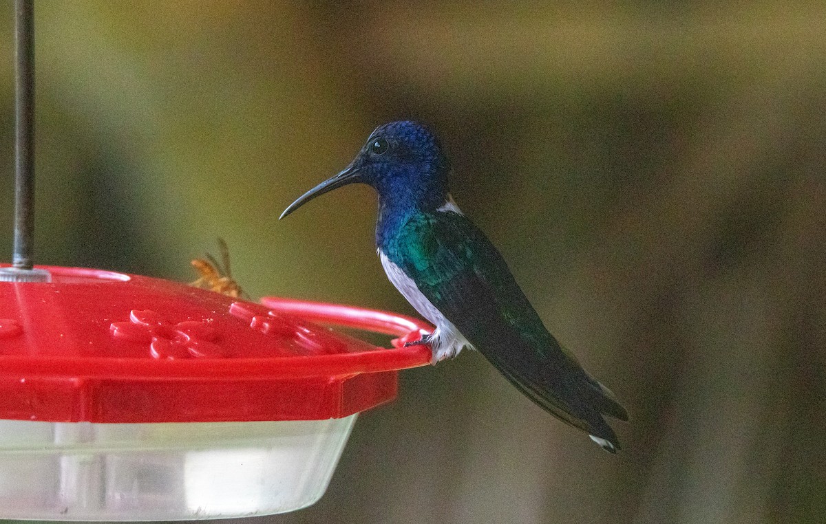 Колібрі-якобін синьоголовий - ML645340387