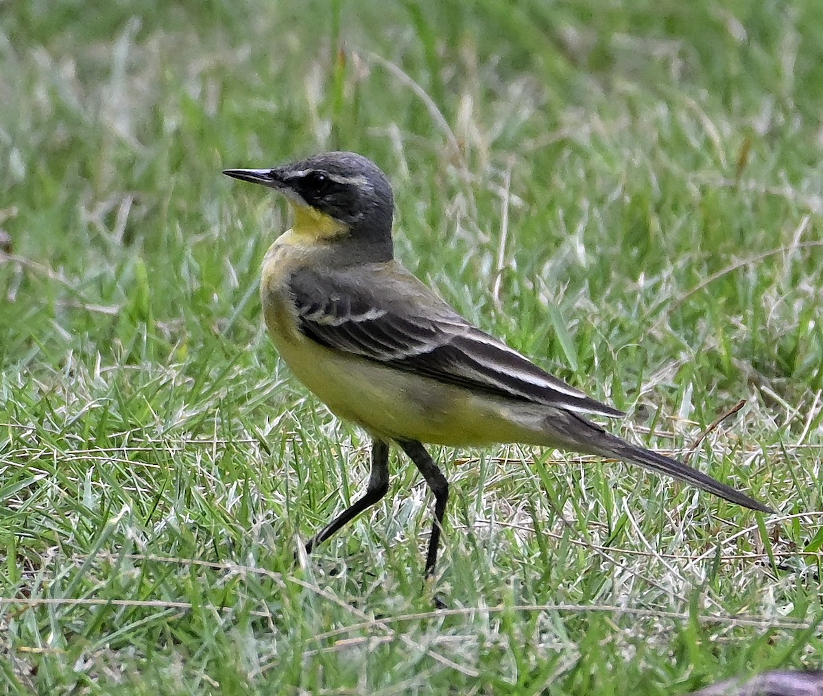 Eastern Yellow Wagtail - ML645340393
