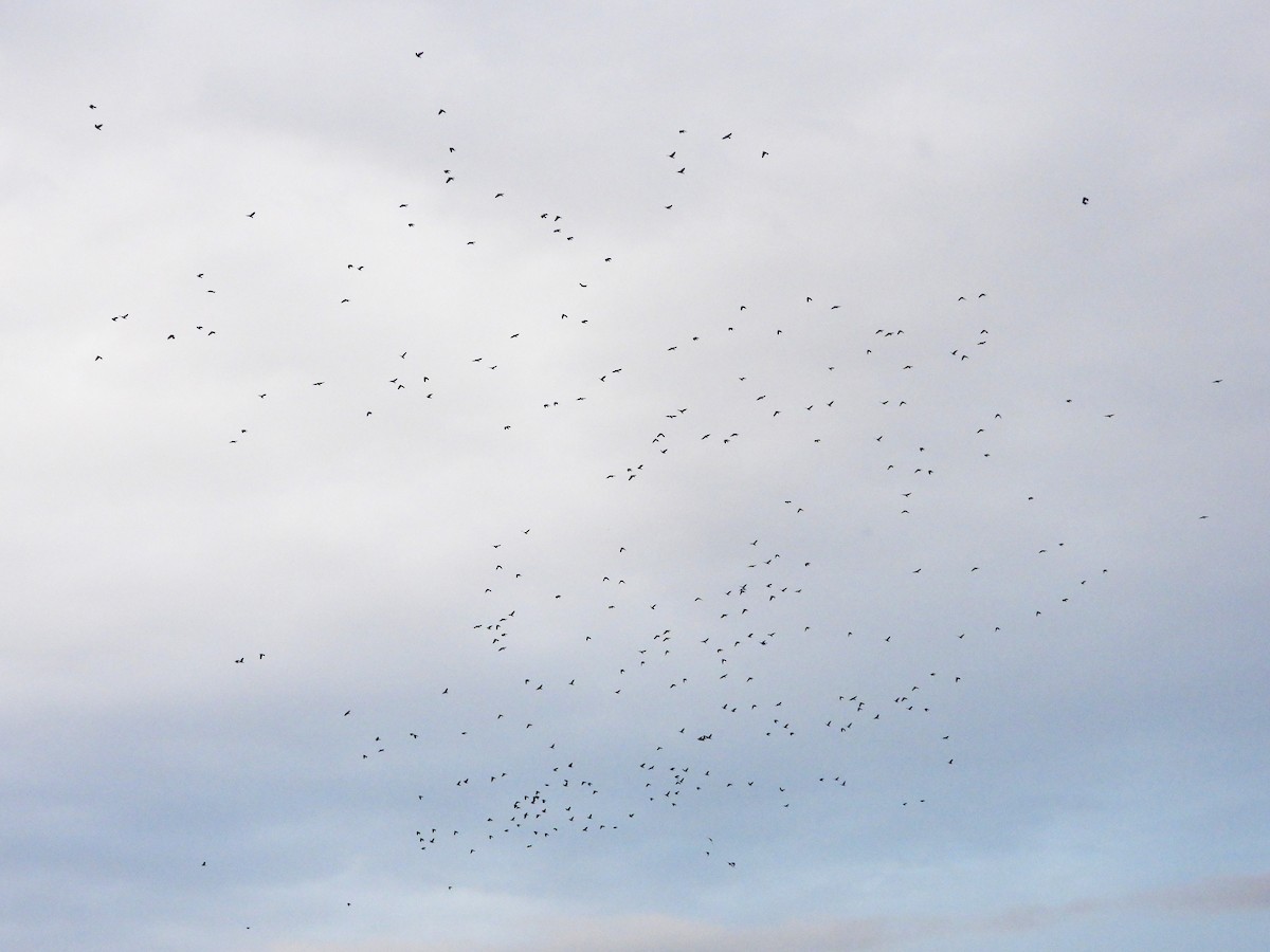 Eurasian Jackdaw - ML645340394