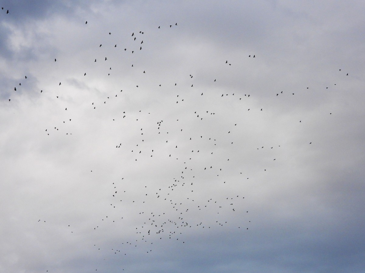 Eurasian Jackdaw - ML645340395