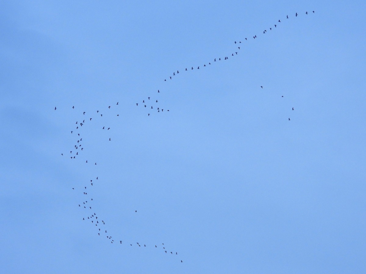 Yellow-legged Gull - ML645340406