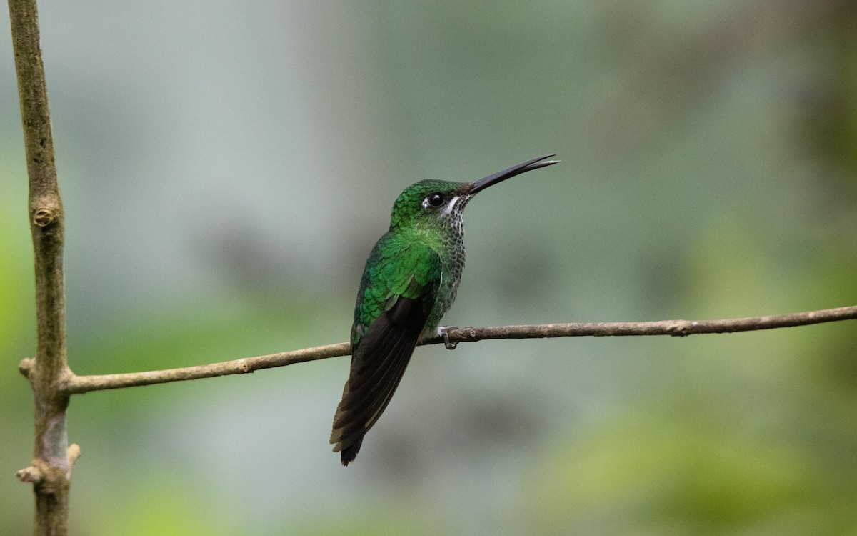 Колібрі-діамант колумбійський - ML645340420