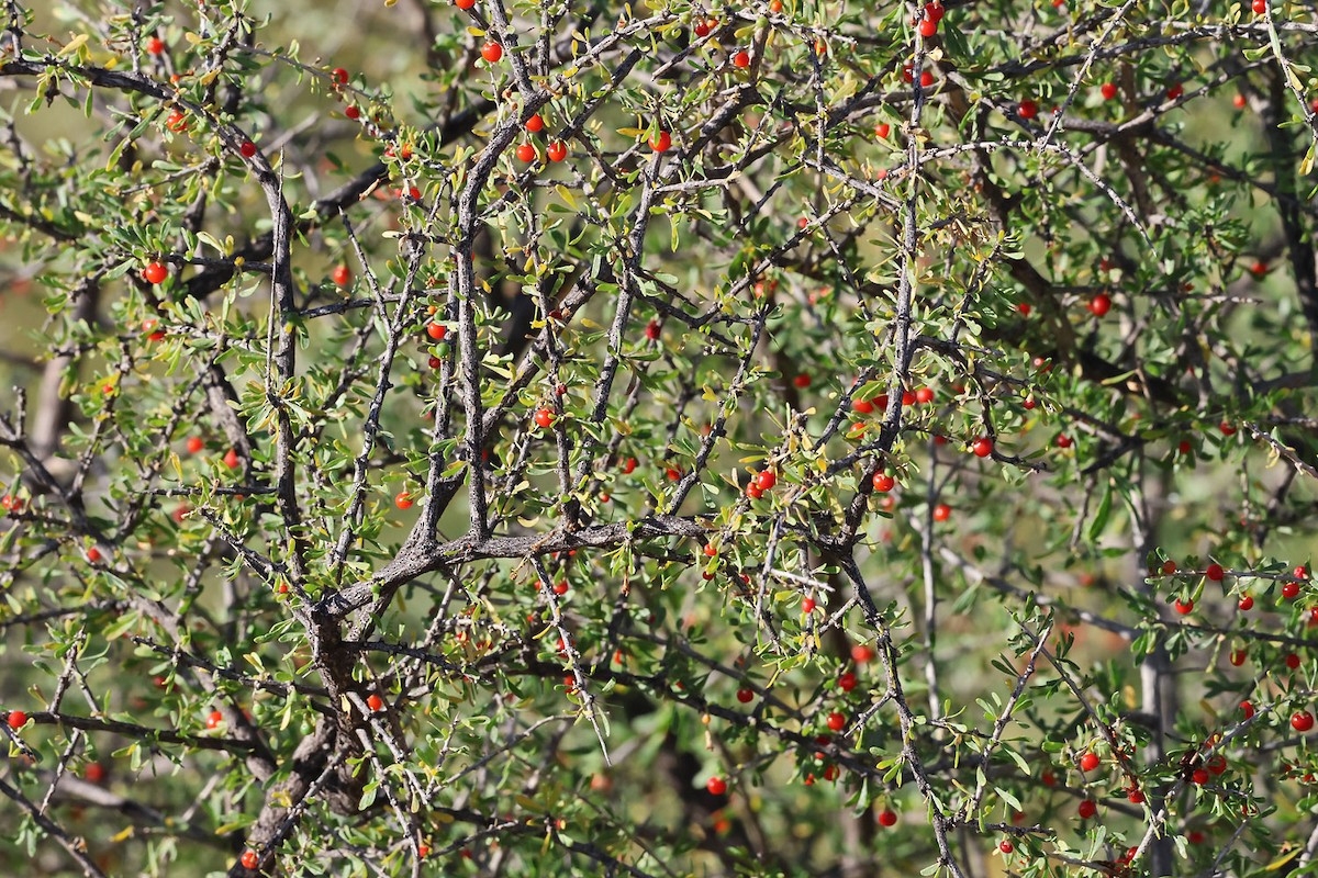 Animals - ML645340424