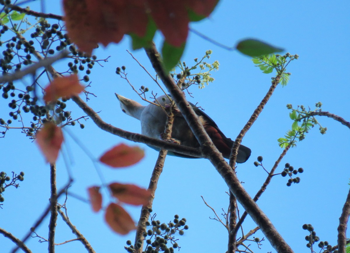Green Imperial-Pigeon - ML645340427